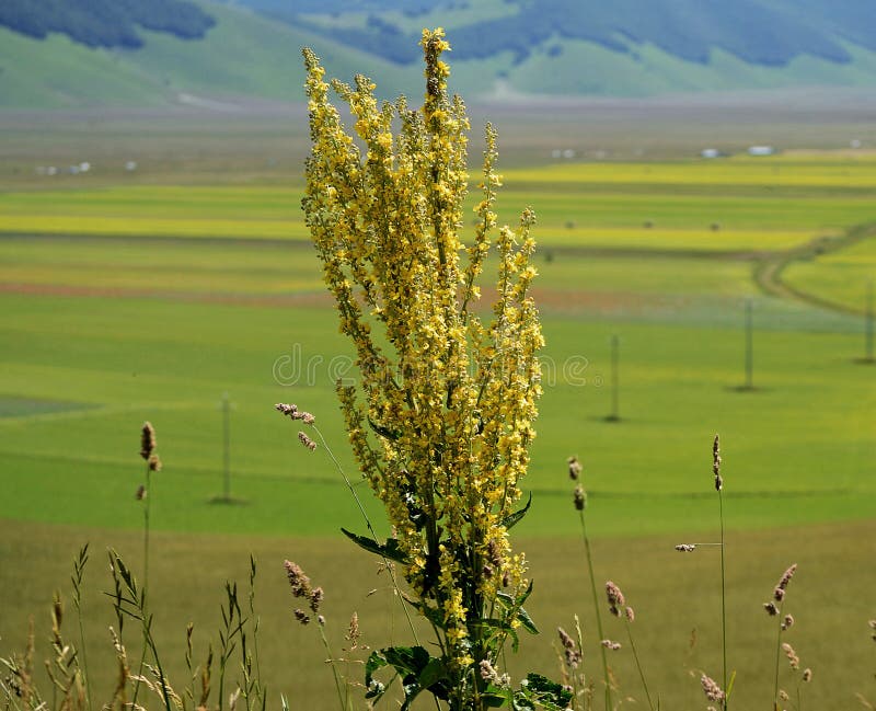 Καλλιεργημένοι και flowery τομείς Castelluccio Di Norcia στοκ εικόνες Καλλιεργημένοι και flowery τομείς Castelluccio Di Norcia στοκ εικόνες