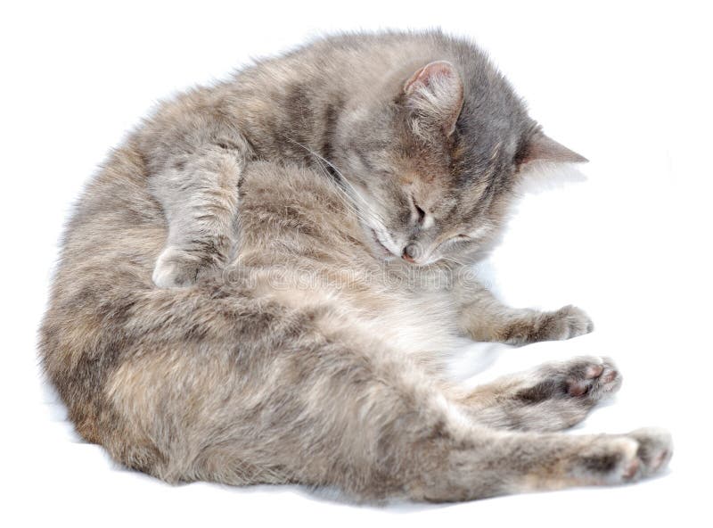 A fat cat is grooming itself over white. A fat cat is grooming itself over white