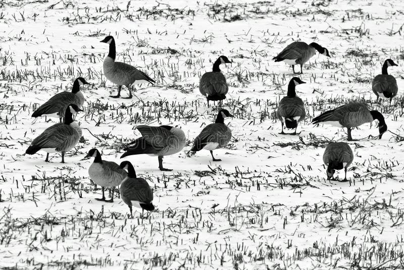 Χήνες σε ένα χιονισμένο χωράφι στοκ εικόνες