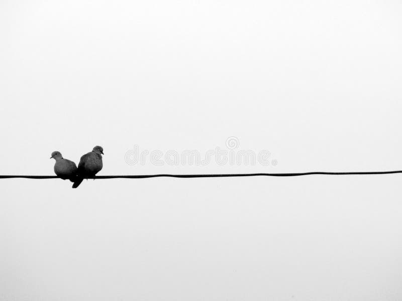 Two pigeons love birds sitting on a wire. Two pigeons love birds sitting on a wire