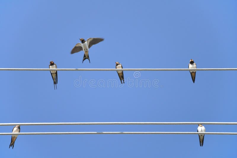 Six house-martins, sitting on wire. Six house-martins, sitting on wire