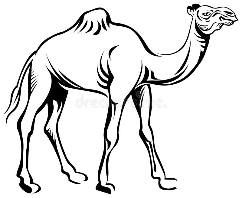 Line art camel vector clip art with isolated white background. Line art camel vector clip art with isolated white background