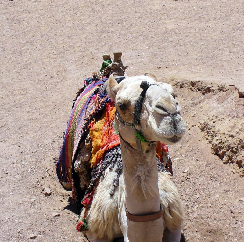 Καμήλα - στενός επάνω ρυγχών, Sinai, Αίγυπτος στοκ εικόνα Καμήλα - στενός επάνω ρυγχών, Sinai, Αίγυπτος στοκ εικόνα