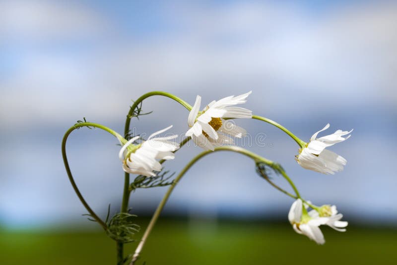 καμμμένα camomile λουλούδια στοκ εικόνα με δικαίωμα ελεύθερης χρήσης καμμμένα camomile λουλούδια στοκ εικόνα με δικαίωμα ελεύθερης χρήσης