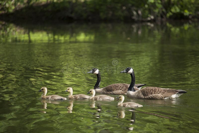 Οικογένεια καναδικών χηνών στοκ φωτογραφία με δικαίωμα ελεύθερης χρήσης