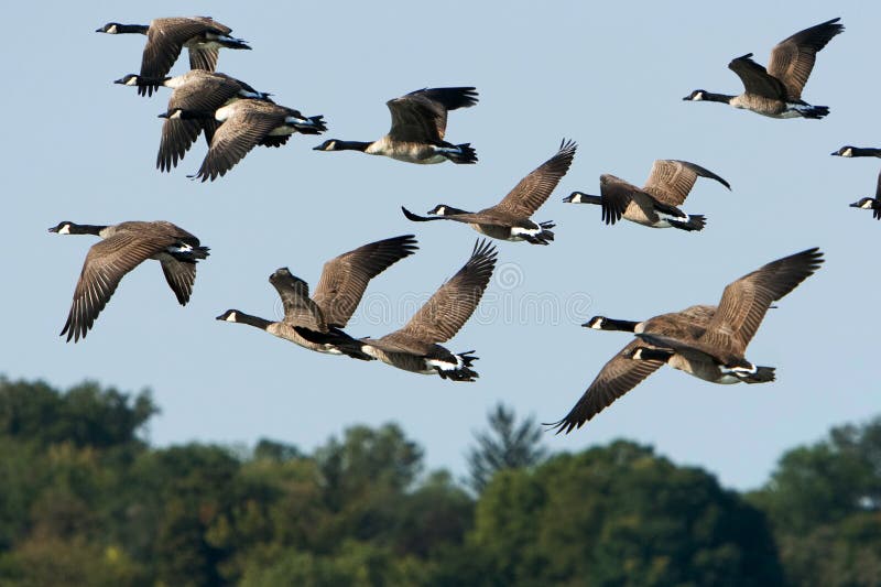 Καναδικές χήνες σε πτήση πάνω από δέντρα στοκ φωτογραφίες