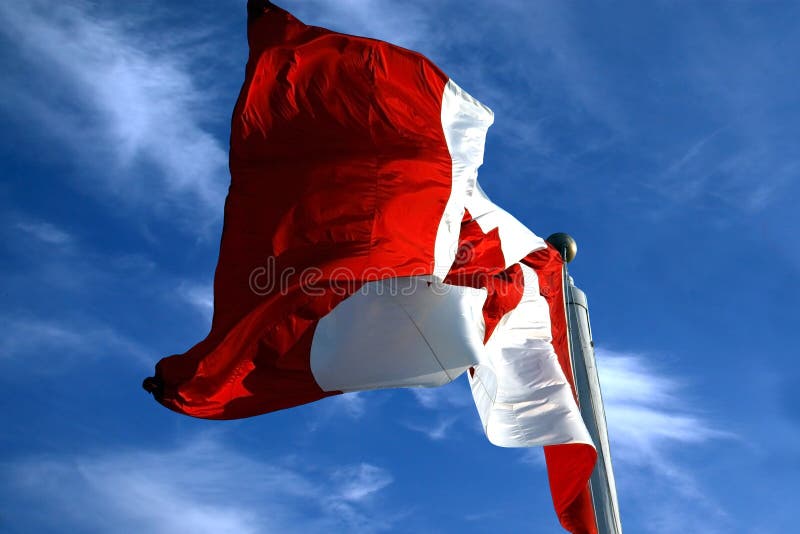 The beautiful symbol of Canada. This is a great shot of it blowing in the wind. The beautiful symbol of Canada. This is a great shot of it blowing in the wind.