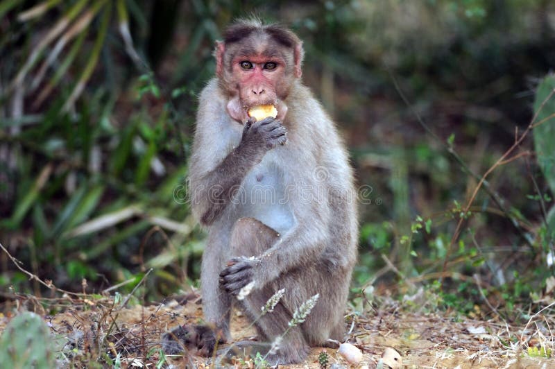 καπό macaque στοκ εικόνες καπό macaque στοκ εικόνες