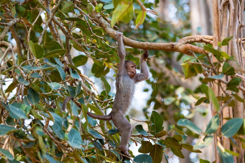 Καπό Macaque που ταλαντεύεται σε ένα δέντρο στη Βαγκαλόρη Ινδία στοκ εικόνες με δικαίωμα ελεύθερης χρήσης Καπό Macaque που ταλαντεύεται σε ένα δέντρο στη Βαγκαλόρη Ινδία στοκ εικόνες με δικαίωμα ελεύθερης χρήσης