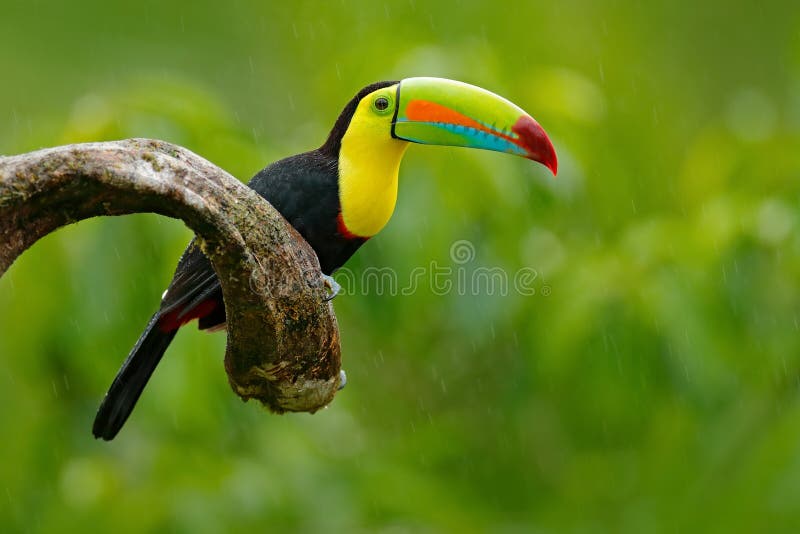 Καρίνα-τιμολογημένο Toucan, sulfuratus Ramphastos, πουλί με το μεγάλο λογαριασμό Συνεδρίαση Toucan στον κλάδο στη δασική, πράσινη στοκ εικόνα με δικαίωμα ελεύθερης χρήσης Καρίνα-τιμολογημένο Toucan, sulfuratus Ramphastos, πουλί με το μεγάλο λογαριασμό Συνεδρίαση Toucan στον κλάδο στη δασική, πράσινη στοκ εικόνα με δικαίωμα ελεύθερης χρήσης