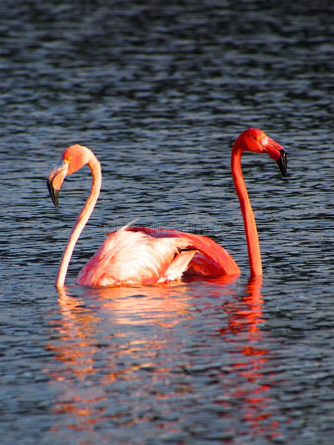 Courting Caribbean Flamingos reflected in the Gotomeer, Bonaire, Dutch Antilles. Courting Caribbean Flamingos reflected in the Gotomeer, Bonaire, Dutch Antilles.