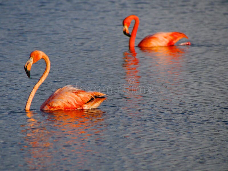 Courting Caribbean Flamingos reflected in the Gotomeer, Bonaire, Dutch Antilles. Courting Caribbean Flamingos reflected in the Gotomeer, Bonaire, Dutch Antilles.