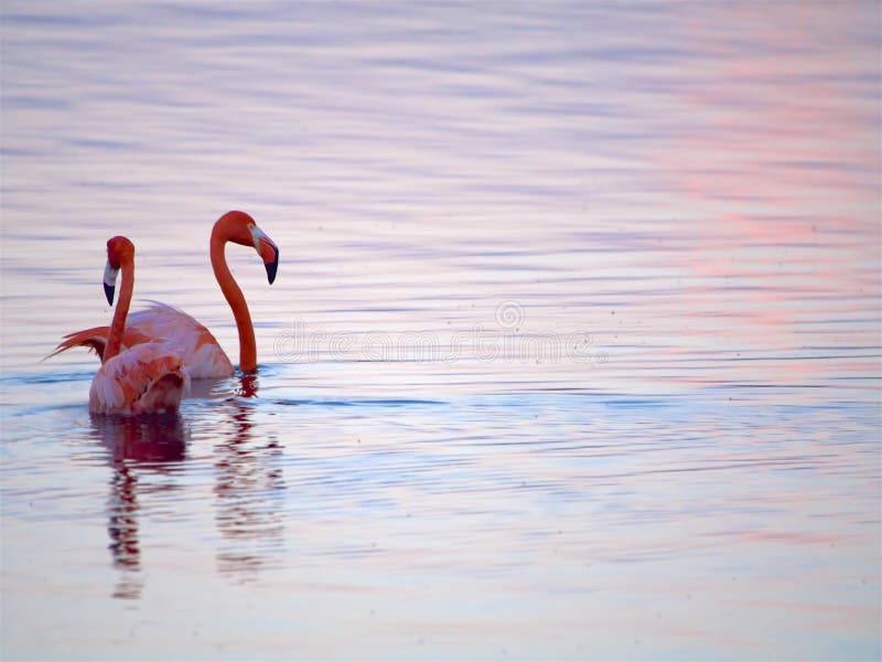 Pair of courting Caribbean Flamingos reflected in pink water on the Gotomeer, Bonaire, Dutch Antilles. Pair of courting Caribbean Flamingos reflected in pink water on the Gotomeer, Bonaire, Dutch Antilles.