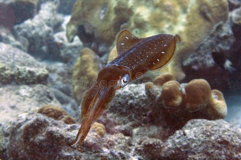 Caribbean Reef Squid photographed at Salt Pier on the Island of Bonaire, Netherlands Antilles. Underwater Photography. Caribbean Reef Squid photographed at Salt Pier on the Island of Bonaire, Netherlands Antilles. Underwater Photography