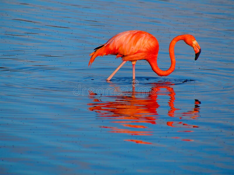 Caribbean Flamingo reflected in the blue waters of the Gotomeer as it feeds in the early morning light, Bonaire, Dutch Antilles. Caribbean Flamingo reflected in the blue waters of the Gotomeer as it feeds in the early morning light, Bonaire, Dutch Antilles.