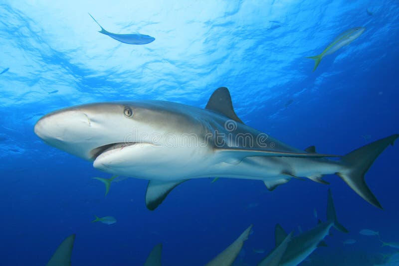 καραϊβικός καρχαρίας σκ&omicro