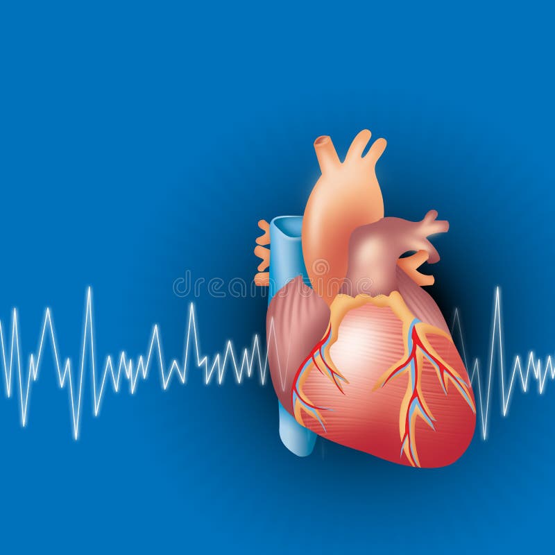 Illustration of human heart with ecg ekg background. Illustration of human heart with ecg ekg background