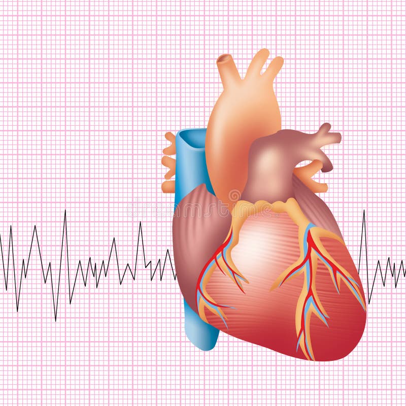 Illustration of human heart with ecg ekg background. Illustration of human heart with ecg ekg background