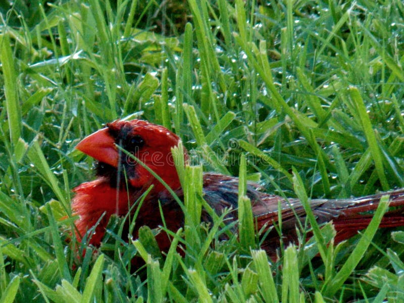 Καρδινάλιος, ένας αρσενικός redbird, που στηρίζεται στην υγρή χλόη στοκ φωτογραφίες με δικαίωμα ελεύθερης χρήσης Καρδινάλιος, ένας αρσενικός redbird, που στηρίζεται στην υγρή χλόη στοκ φωτογραφίες με δικαίωμα ελεύθερης χρήσης