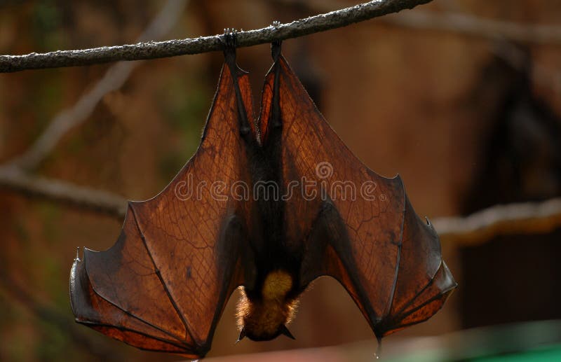 A Malaysian Fruit Bat hangs upside down during the day with his wings spread wide open. A Malaysian Fruit Bat hangs upside down during the day with his wings spread wide open.