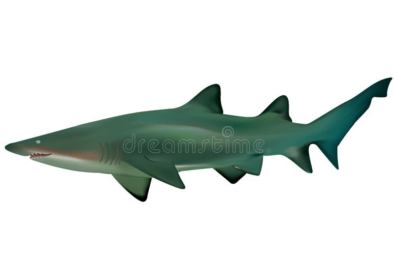 3D illustration of a shark. 3D illustration of a shark