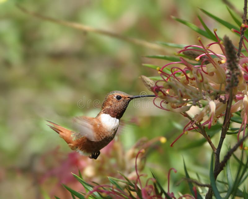 Καστανοκοκκινωπό Humminbird σε Grevillea στοκ φωτογραφίες με δικαίωμα ελεύθερης χρήσης Καστανοκοκκινωπό Humminbird σε Grevillea στοκ φωτογραφίες με δικαίωμα ελεύθερης χρήσης