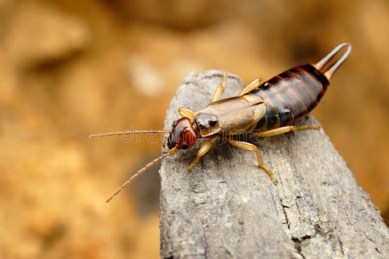 καστανόξανθο earwig στο φυσικό περιβάλλον του στοκ εικόνες με δικαίωμα ελεύθερης χρήσης καστανόξανθο earwig στο φυσικό περιβάλλον του στοκ εικόνες με δικαίωμα ελεύθερης χρήσης