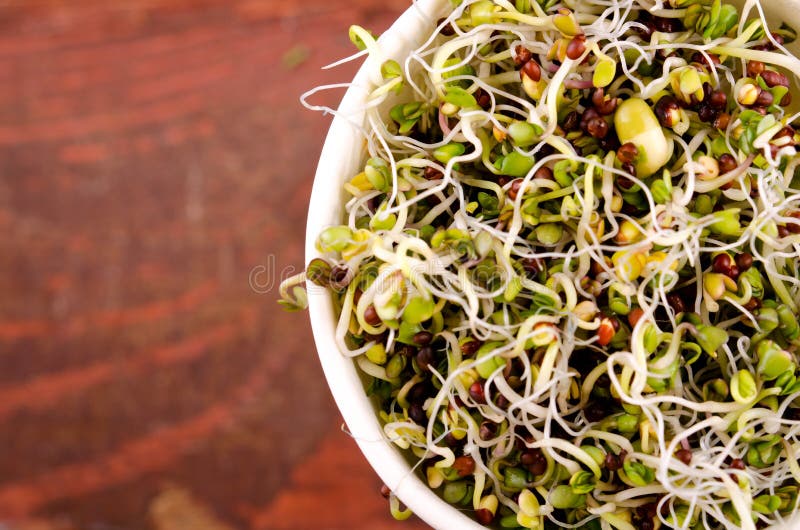 Κατάταξη Microgreens στο φλυτζάνι εγγράφου Υγιής πράσινη σαλάτα με τους φρέσκους ακατέργαστους νεαρούς βλαστούς στοκ εικόνες με δικαίωμα ελεύθερης χρήσης Κατάταξη Microgreens στο φλυτζάνι εγγράφου Υγιής πράσινη σαλάτα με τους φρέσκους ακατέργαστους νεαρούς βλαστούς στοκ εικόνες με δικαίωμα ελεύθερης χρήσης