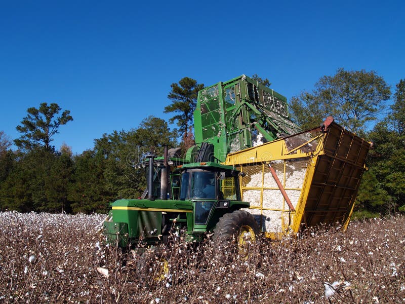 A cotton picker is dumping the load into a boll buggy. A cotton picker is dumping the load into a boll buggy.