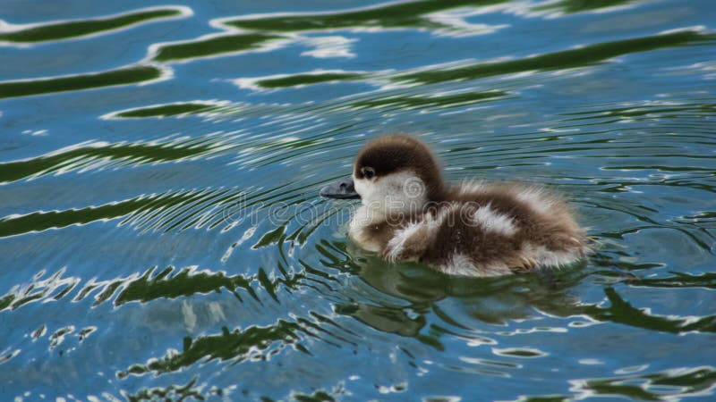 Κατακόκκινο shelduck ή μικρό πορτρέτο κινηματογραφήσεων σε πρώτο πλάνο νεοσσών ferruginea Tadorna που κολυμπά στη λίμνη, εκλεκτικ στοκ εικόνα Κατακόκκινο shelduck ή μικρό πορτρέτο κινηματογραφήσεων σε πρώτο πλάνο νεοσσών ferruginea Tadorna που κολυμπά στη λίμνη, εκλεκτικ στοκ εικόνα