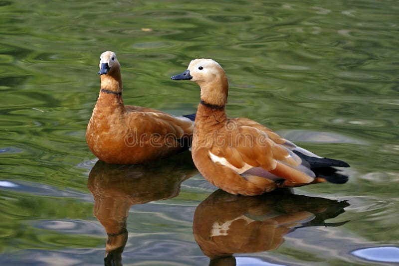 Κατακόκκινο Shelducks στοκ εικόνες με δικαίωμα ελεύθερης χρήσης Κατακόκκινο Shelducks στοκ εικόνες με δικαίωμα ελεύθερης χρήσης
