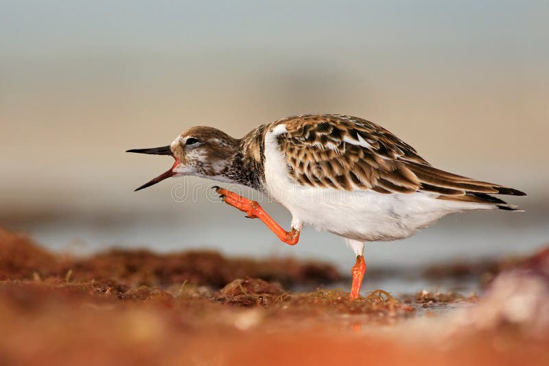 Κατακόκκινο Turnstone, Arenaria interpres, στο νερό, με τον ανοικτό λογαριασμό, Φλώριδα, ΗΠΑ στοκ φωτογραφία με δικαίωμα ελεύθερης χρήσης Κατακόκκινο Turnstone, Arenaria interpres, στο νερό, με τον ανοικτό λογαριασμό, Φλώριδα, ΗΠΑ στοκ φωτογραφία με δικαίωμα ελεύθερης χρήσης