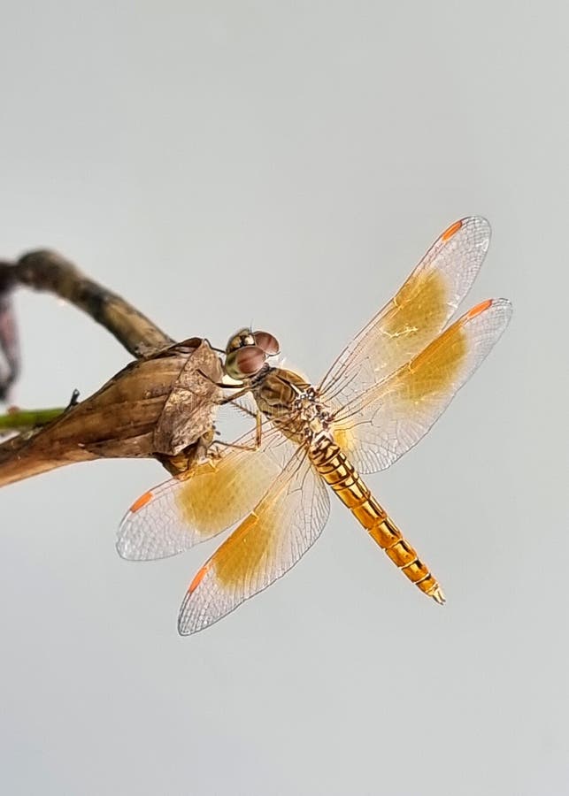 Κατακόρυφη λήψη του Dragonfly στο δέντρο του κλάδου στην πλευρά του καναλιού στοκ φωτογραφίες με δικαίωμα ελεύθερης χρήσης