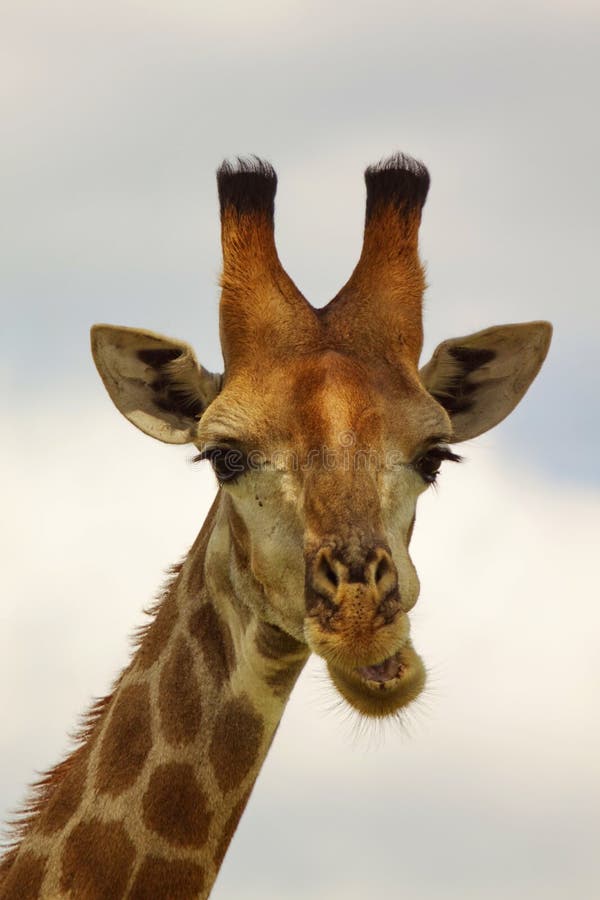 κατανάλωση giraffe στοκ φωτογραφίες κατανάλωση giraffe στοκ φωτογραφίες