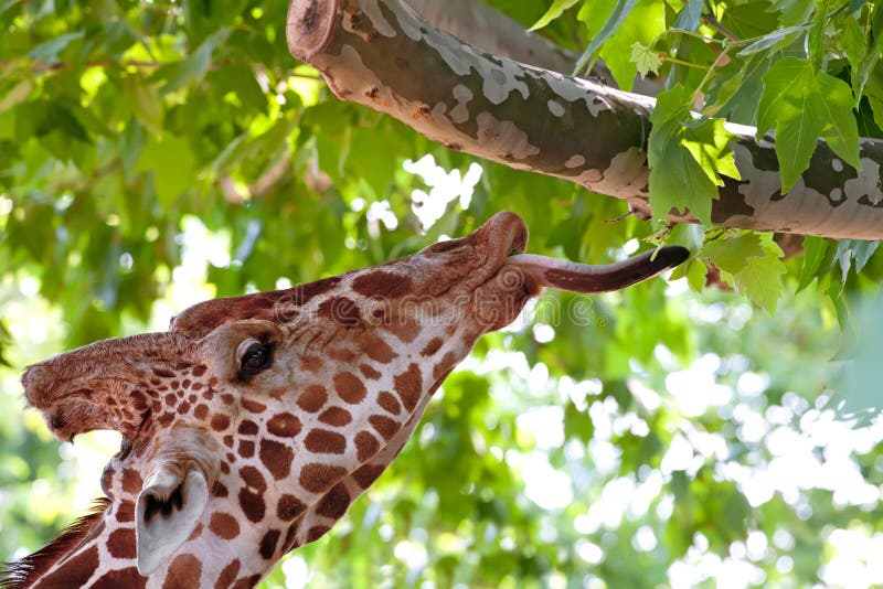 κατανάλωση giraffe του πράσινο&up στοκ εικόνα κατανάλωση giraffe του πράσινο&up στοκ εικόνα