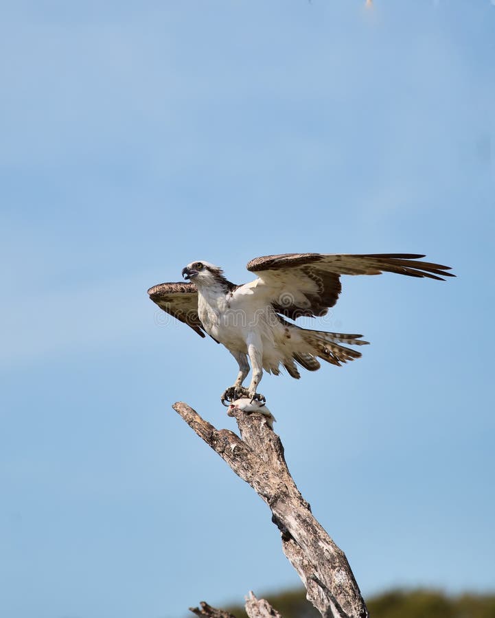 Κατανάλωση Osprey στοκ εικόνα με δικαίωμα ελεύθερης χρήσης Κατανάλωση Osprey στοκ εικόνα με δικαίωμα ελεύθερης χρήσης