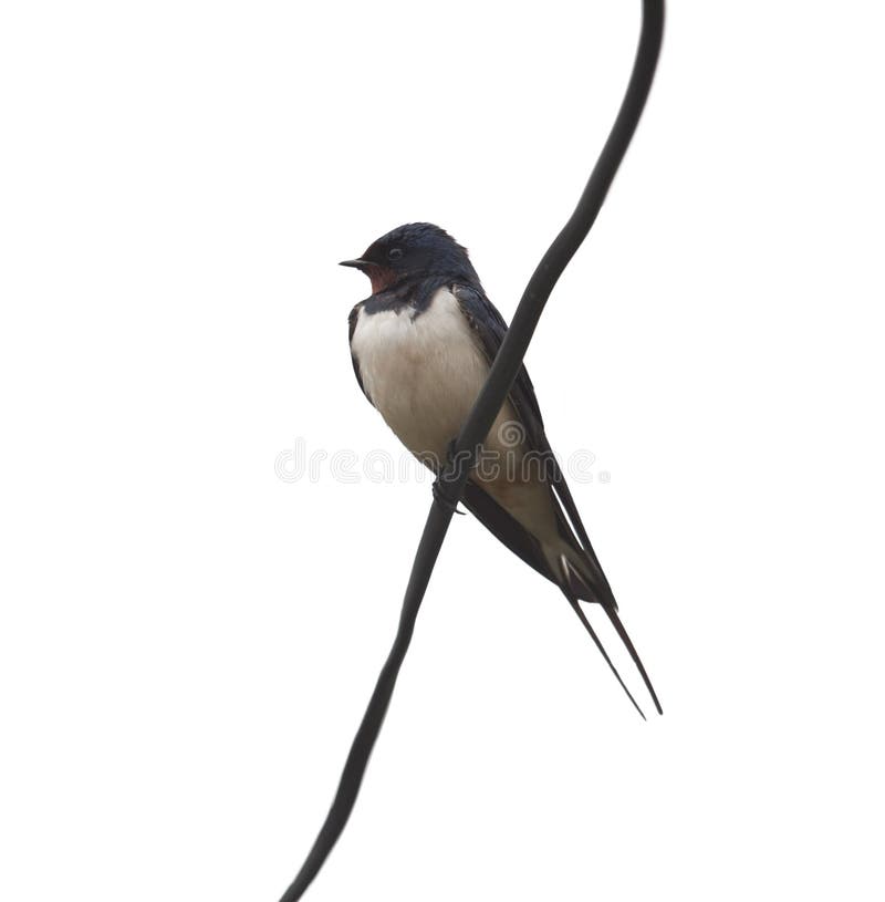 Swallow isolated on white background. Swallow isolated on white background