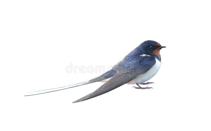 Swallow, Hirundo rustica, on a white background. Swallow, Hirundo rustica, on a white background