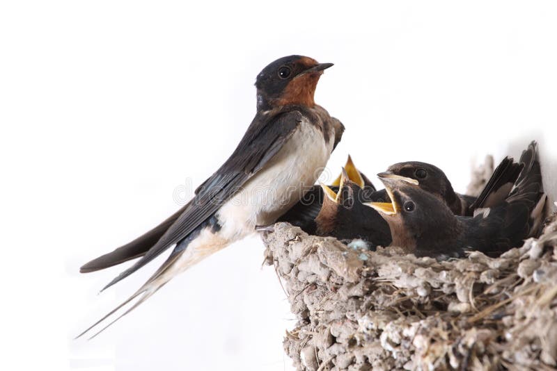 Swallow nest with hungry nestlings. Swallow nest with hungry nestlings