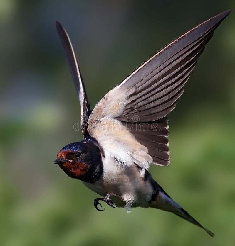 Close-up of a barn swallow with outspread wing. Close-up of a barn swallow with outspread wing