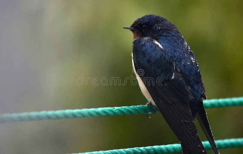 Closeup to a swallow under the rain, with drops shining on his feathers. Closeup to a swallow under the rain, with drops shining on his feathers.