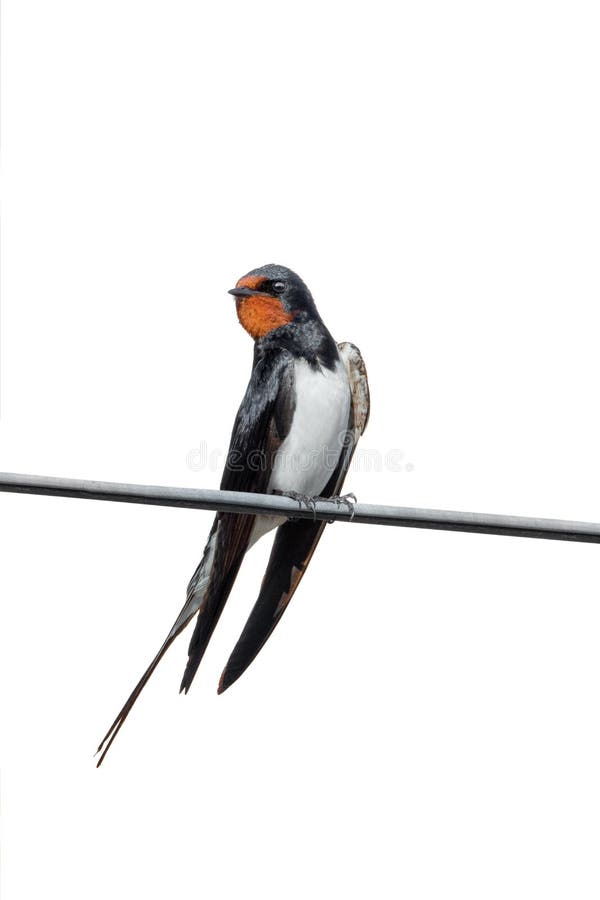 Swallow barn isolated on white background. Swallow barn isolated on white background