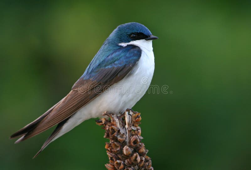 Tree swallow (Tachycineta bicolor), Jamaica Bay National Wildlife Refuge, New York, NY. Tree swallow (Tachycineta bicolor), Jamaica Bay National Wildlife Refuge, New York, NY