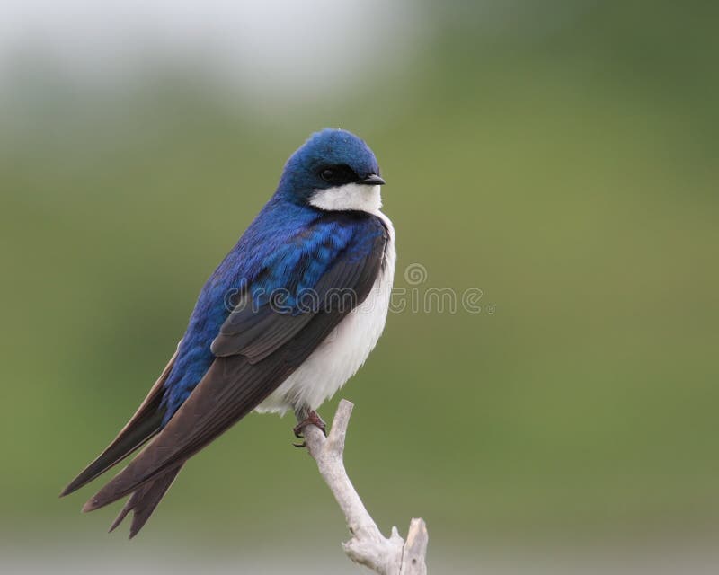 Beautiful blue and white tree swallow perched on branch. Beautiful blue and white tree swallow perched on branch