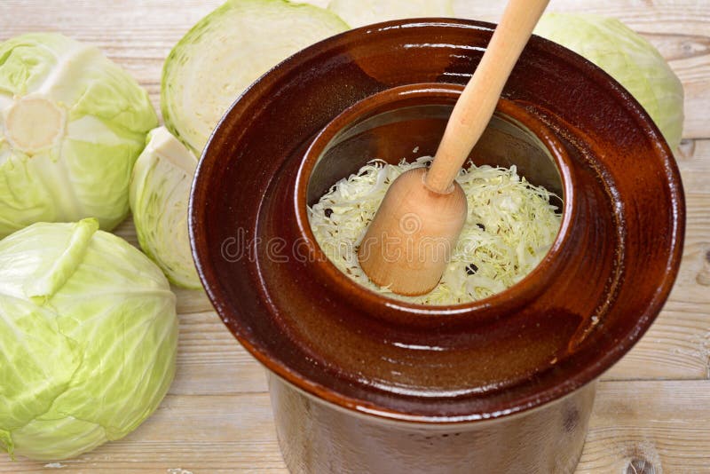 Food fermentation, making sauerkraut: White cabbage with a wooden pounder in a harvest crock. Food fermentation, making sauerkraut: White cabbage with a wooden pounder in a harvest crock
