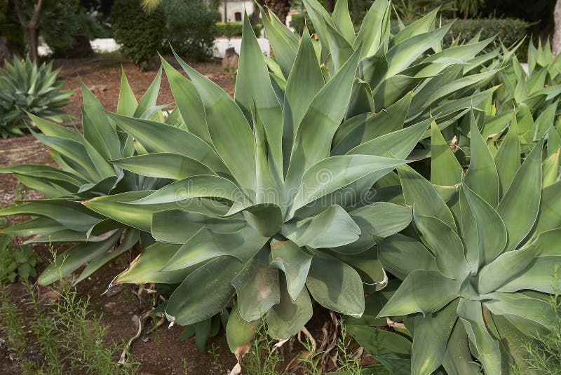 Fresh foliage of Agave attenuata succulent plants. Fresh foliage of Agave attenuata succulent plants