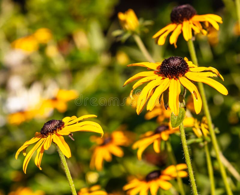Brown eyed susan flowers in bright sunlight on a summer day in Pittsburgh, Pennsylvania, USA with a blurred background. Brown eyed susan flowers in bright sunlight on a summer day in Pittsburgh, Pennsylvania, USA with a blurred background