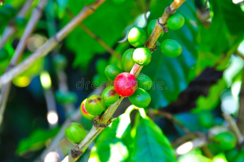 A branch with green berries and one red ripe berry. A branch with green berries and one red ripe berry