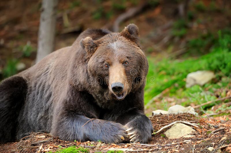 Καφετής αντέξτε (arctos Ursus) στη φύση στοκ φωτογραφία