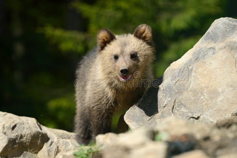 Καφετής αντέξτε cub στοκ εικόνες